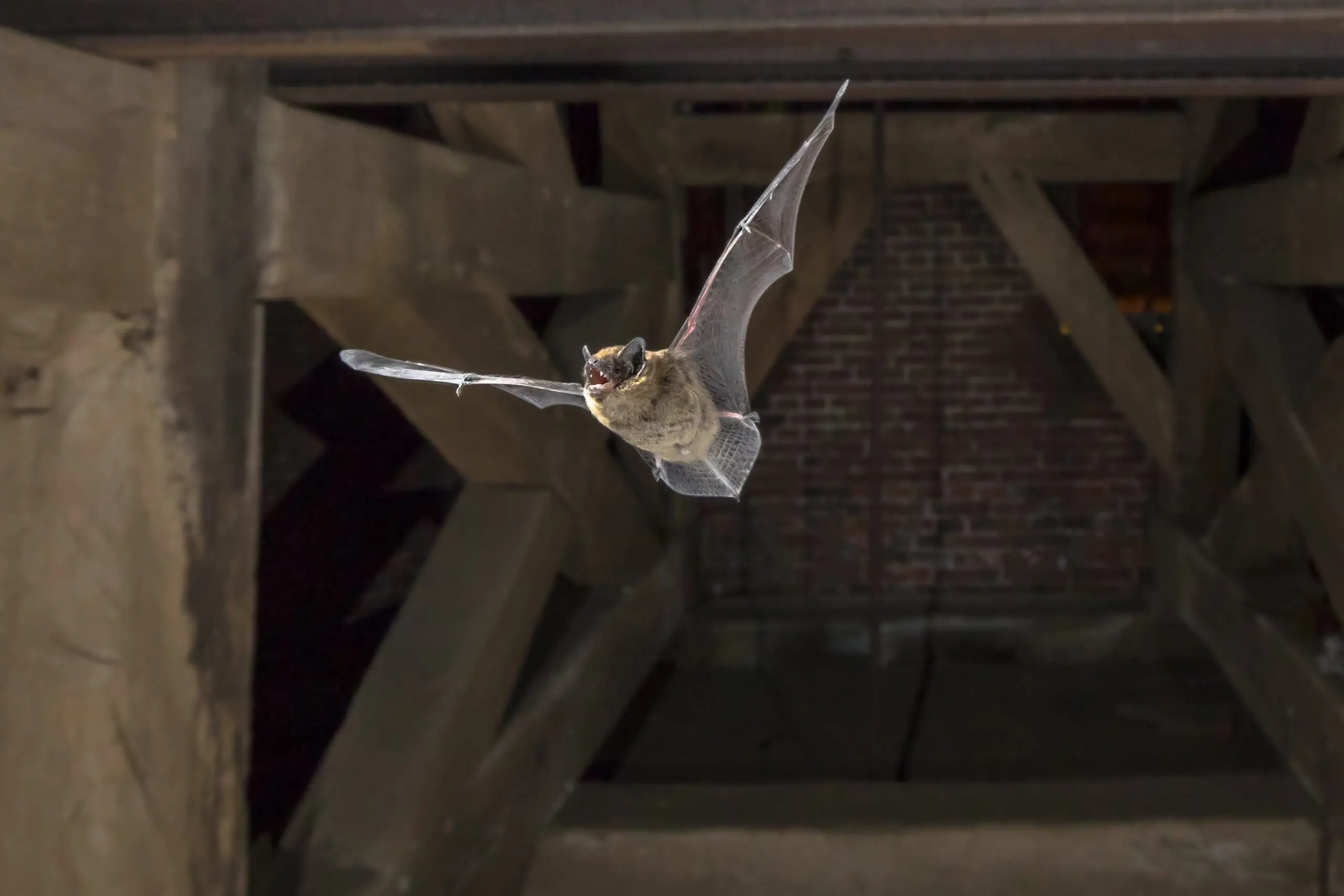 Bat flying near the roof of a building